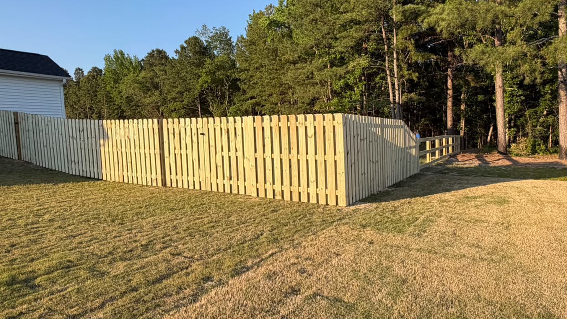 Wood shadowbox privacy fence at golden hour beside a pine treeline